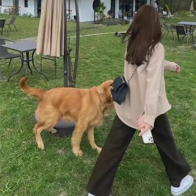 第一夫人的秘密